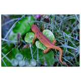 Spotted Red Eft