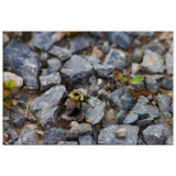 Bee on Rocks