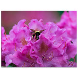 Bumble Bee in a Rhododendron