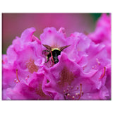 Bumble Bee in a Rhododendron
