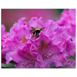 Bumble Bee in a Rhododendron
