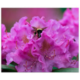 Bumble Bee in a Rhododendron