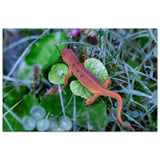 Spotted Red Eft