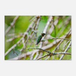 Hummingbird on a Branch