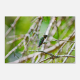 Hummingbird on a Branch