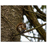 Squirrel Eating a Pine Cone in a Tree