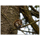 Squirrel Eating a Pine Cone in a Tree
