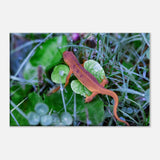 Spotted Red Eft