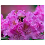 Bumble Bee in a Rhododendron