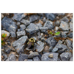 Bee on Rocks