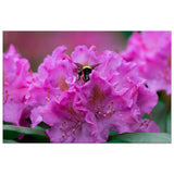Bumble Bee in a Rhododendron